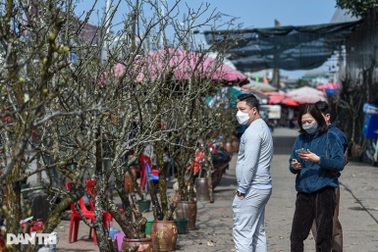Người Hà Nội "săn" loại hoa như cành củi khô về chơi Rằm tháng Giêng