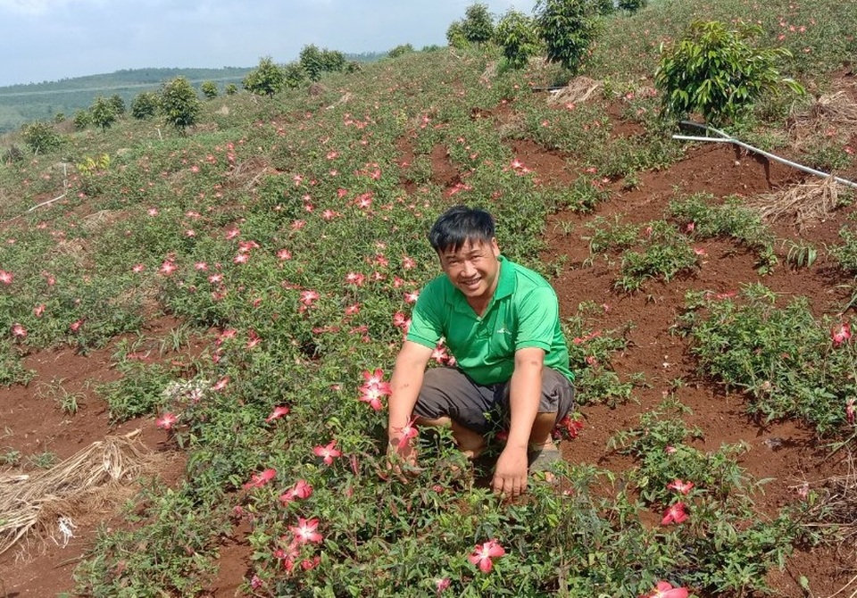 Từ phận làm thuê đến người trồng khoai lang nhiều nhất ở Đắk Nông - 1 Từ phận làm thuê đến người trồng khoai lang nhiều nhất ở Đắk Nông - 1