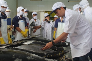 Cá ngừ đại dương Việt Nam bán cho Nhật giá gấp 5 lần trong nước