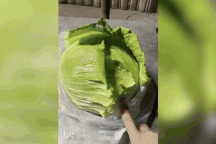 Lao động Việt ở Đài Loan sốc khi mua một cái bắp cải gần 300.000 đồng