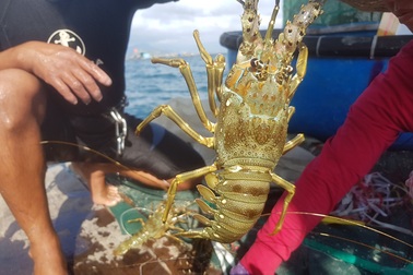 Tôm hùm xanh rớt giá chưa từng thấy, tại Khánh Hòa còn 600 ngàn đồng/kg