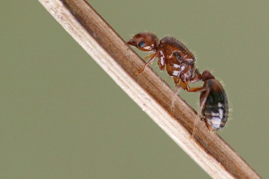 Nhật Bản có thể phải chi 6,42 tỷ USD mỗi năm đối phó kiến lửa độc