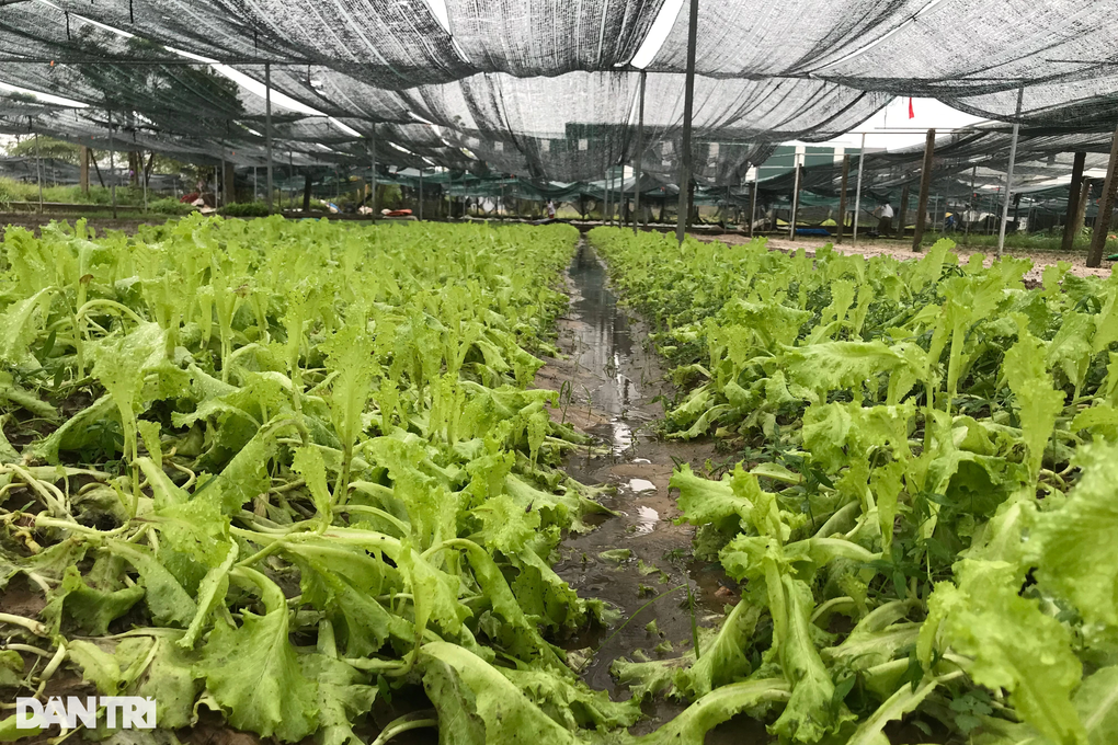Người trồng rau màu nguy cơ mất trắng vì mưa lũ - 3 Người trồng rau màu nguy cơ mất trắng vì mưa lũ - 3