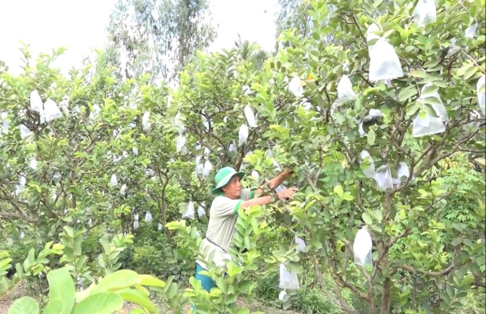 Bén duyên với ổi khổng lồ, lão nông kiếm hàng trăm triệu đồng/năm - 4 Bén duyên với ổi khổng lồ, lão nông kiếm hàng trăm triệu đồng/năm - 4