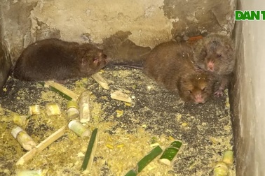 Lão nông Tây Đô nuôi dúi kiếm trăm triệu đồng mỗi tháng