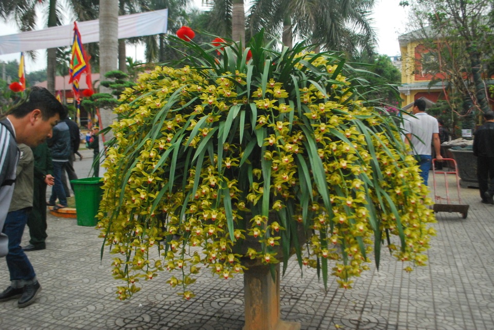 80 triệu đồng 1 chậu hoa địa lan Trần Mộng Sa Pa chơi Tết - 2 80 triệu đồng 1 chậu hoa địa lan Trần Mộng Sa Pa chơi Tết - 2