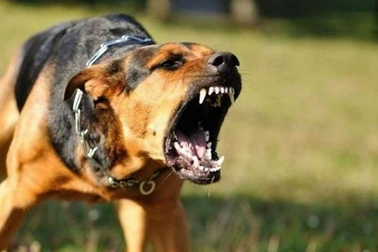 7 người dân bị một con chó nghi dại cắn