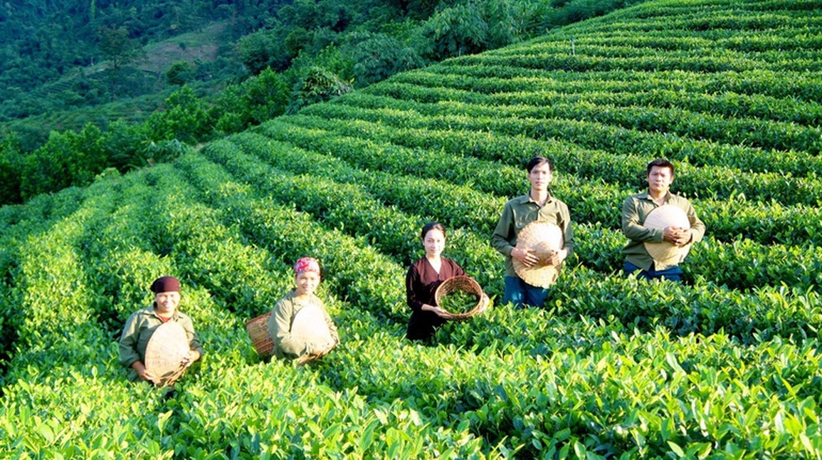 Hành trình bỏ phố về rừng, trồng chè sạch của những người trẻ - 10 Hành trình bỏ phố về rừng, trồng chè sạch của những người trẻ - 10