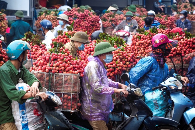 Vải thiều Lục Ngạn năm nay được đánh giá được mùa, và giá cả tương đương với nam 2020.