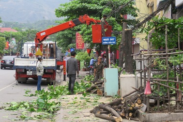 Sẽ đốn hạ, thay thế hơn 8.000 cây xanh tại TP Cẩm Phả
