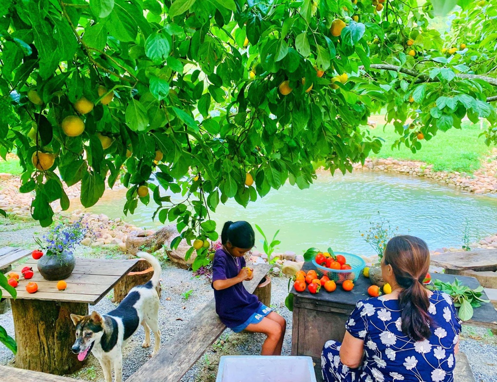 Người phụ nữ Hà Nội về thung lũng xây nhà, thu hoạch 2 tấn hồng mỗi năm - 6 Người phụ nữ Hà Nội về thung lũng xây nhà, thu hoạch 2 tấn hồng mỗi năm - 6