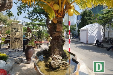 Cây dừa "lạ" hơn 60 năm sống trên đá vẫn cho trái