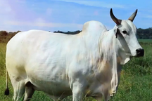 Vì sao một con bò trắng ở Brazil bán được giá kỷ lục hơn 101 tỷ đồng?