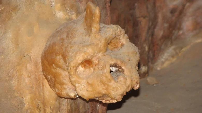 Hộp sọ có sừng: Mắt xích bí mật trong câu chuyện tiến hóa của loài người - 1