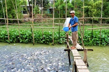 Kỳ lạ hàng ngàn con cá tra kéo đến "nương nhờ" nhà dân và chỉ ăn chay