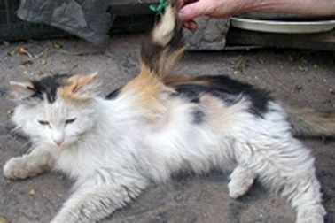 Mèo tự mọc... cánh