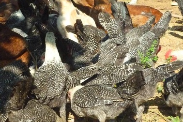 Lão nông "ném" hơn nửa tỷ để thuần dưỡng nhiều giống gà quý hiếm