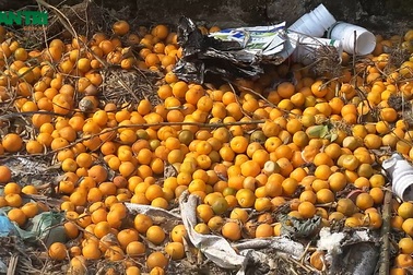 Sát Tết âm lịch, vựa quất cảnh lớn nhất Hà Nội bất ngờ chết hàng loạt