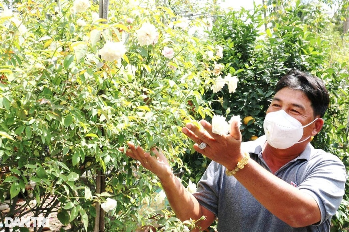 Lo dịch làm mất Tết, nông dân trồng hoa giảm diện tích và bán hoa sớm - 4 Lo dịch làm mất Tết, nông dân trồng hoa giảm diện tích và bán hoa sớm - 4