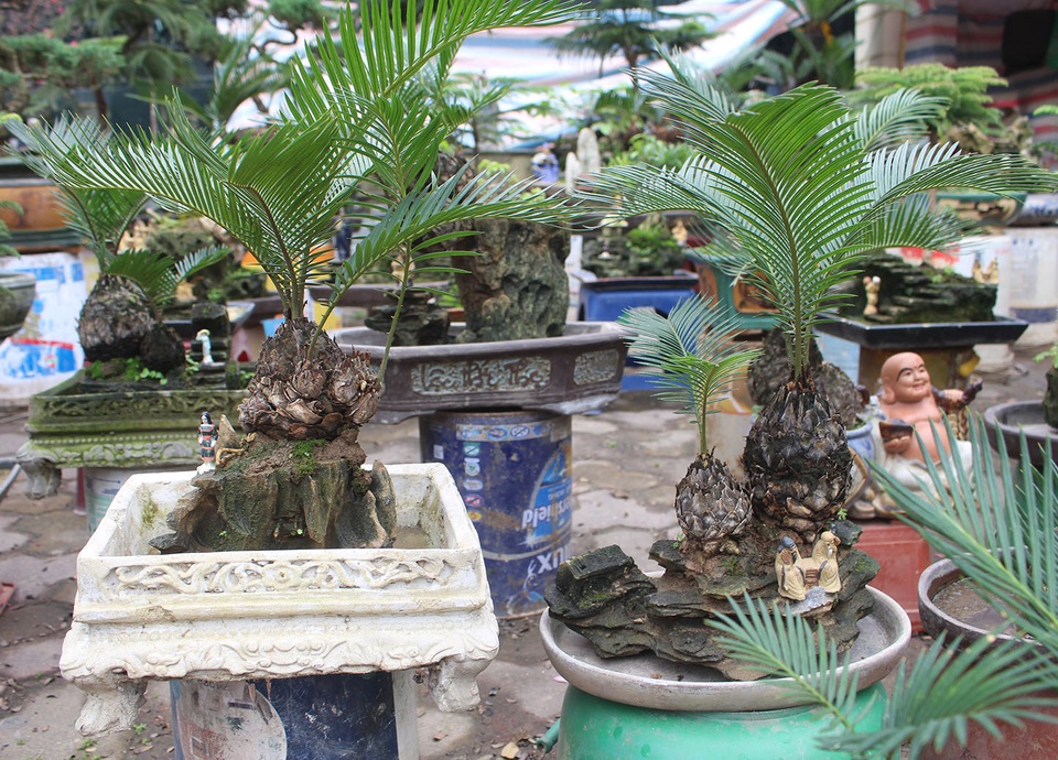 Chán mai, ngán đào, nhiều thượng đế săn lùng mua vạn tuế bonsai chơi Tết - 8 Chán mai, ngán đào, nhiều thượng đế săn lùng mua vạn tuế bonsai chơi Tết - 8