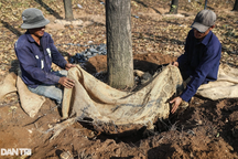 TPHCM sẽ chặt hạ, di chuyển hơn 200 cây xanh để thi công nút giao An Phú