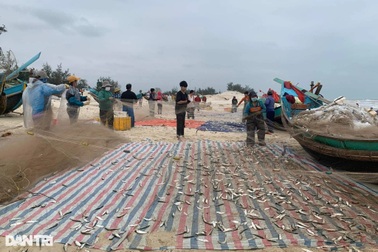 Sau ruốc biển, ngư dân lại trúng đậm cá trích những ngày Tết cận kề