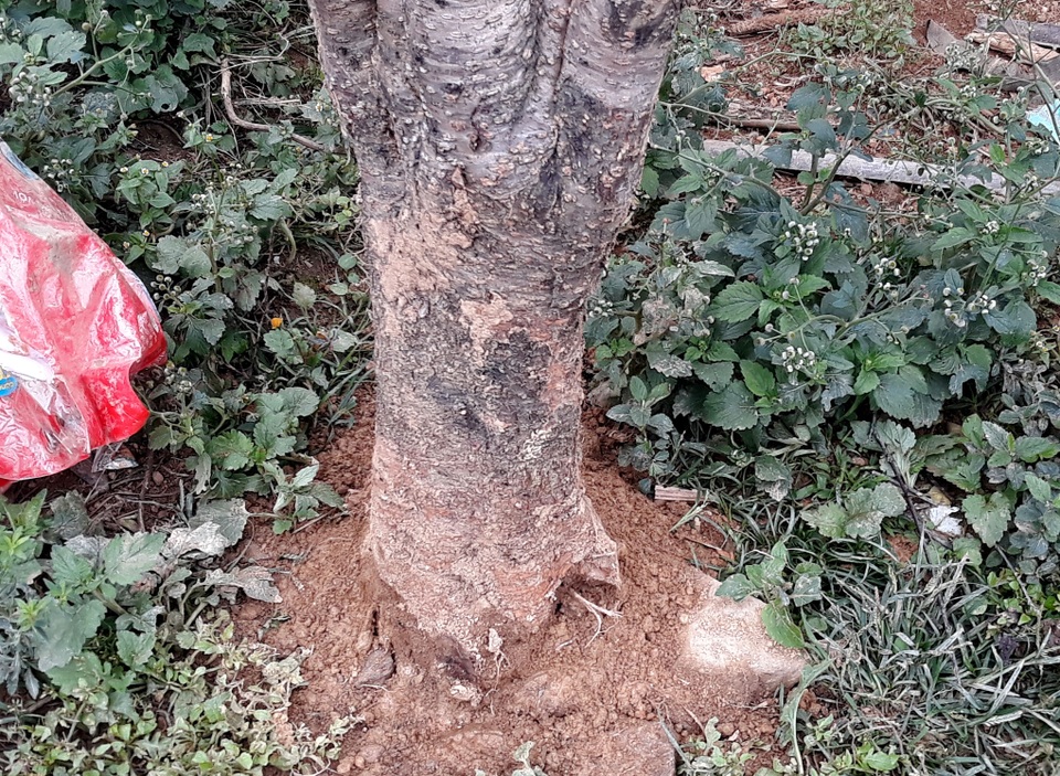 Đổ xô lên săn đào đá giá hàng chục triệu ở vùng biên Nghệ An - 5 Đổ xô lên săn đào đá giá hàng chục triệu ở vùng biên Nghệ An - 5