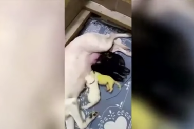 Chú chó sinh ra đã có bộ lông màu vàng chanh