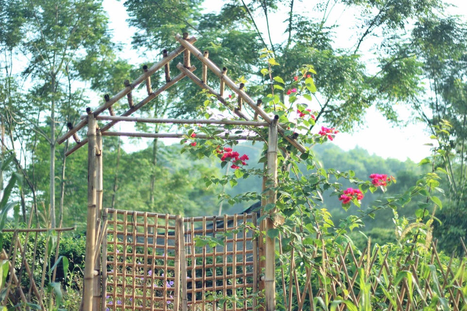 Làng quê yên bình qua ống kính của nữ thiết kế bỏ phố về quê bán cá - 6