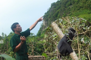 Chuyện người suốt 5 năm bảo vệ đàn voọc gáy trắng ở Quảng Bình