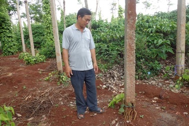 Người dân Tây Nguyên khốn đốn vì nạn chặt trộm tiêu