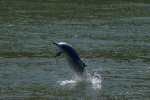 Cá heo quý hiếm bất ngờ trở lại vùng biển sau đại dịch