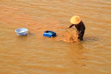 Bình Định: Làng “tắm” mình dưới sông 10 tiếng mỗi ngày nhủi ốc mưu sinh