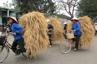 Hết lúa lại đi bán rơm...