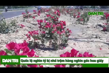 Quốc lộ 4.400 tỷ bị nhổ trộm hàng nghìn gốc hoa giấy