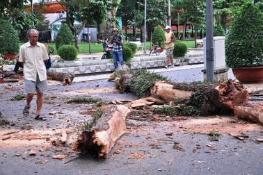 Cây cổ thụ gãy nhánh trong công viên, nhiều người tháo chạy
