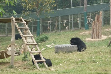 Cứu hộ 14 cá thể gấu từ Bình Dương