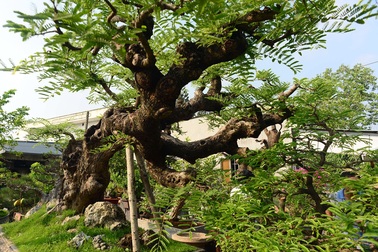 Ngỡ ngàng với cây me “ba đầu rồng” xưa nay hiếm ở Sài Gòn