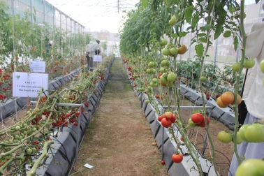 Lâm Đồng hợp tác với Hà Lan phát triển nông nghiệp bền vững