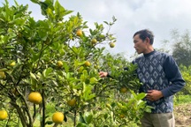 Cam bán 80.000 đồng/quả, người trồng không dám "chốt đơn" Tết