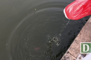 Người dân nô nức thả cá chép tiễn ông Táo về trời