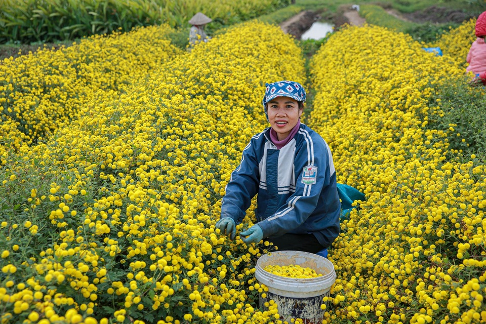 Làng Nghĩa Trai vàng óng vào mùa thu hoạch hoa cúc tiến vua - 1 Làng Nghĩa Trai vàng óng vào mùa thu hoạch hoa cúc tiến vua - 1