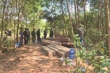 Khởi tố nguyên giám đốc công ty lâm nghiệp để mất rừng