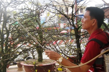 Mai Tết bị "thách" giá