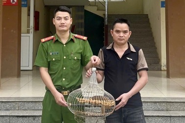 Phát hiện cá thể cu li, người đàn ông giao nộp cho công an