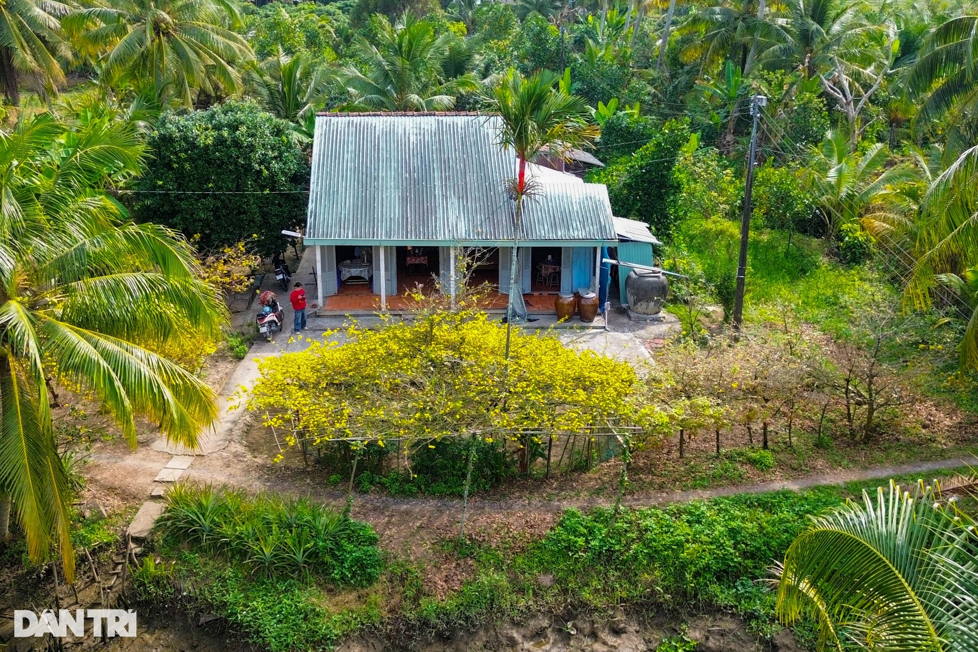 Ngắm cụ mai dáng chim công được chủ nhà quý như người thân - 9 Ngắm cụ mai dáng chim công được chủ nhà quý như người thân - 9