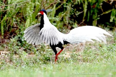 Nhiều người bị bắt, xử phạt nặng vì nuôi nhốt, buôn bán gà lôi trắng