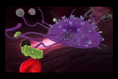 Kiểm soát tế bào "nổi loạn" Kupffer gây bệnh cho gan