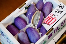 Nho Nhật siêu đắt 300.000 đồng/quả bán tại Việt Nam có gì đặc biệt