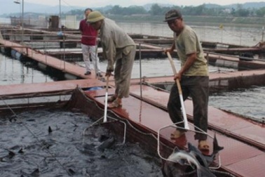 Người lập kỳ tích nuôi cá tầm ở vùng hạ lưu sông Đà